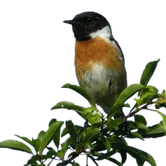 Observation des oiseaux de la zone humide du site de Courpain