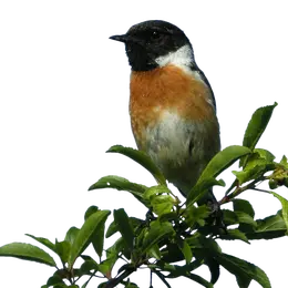 Observation des oiseaux de la zone humide du site de Courpain