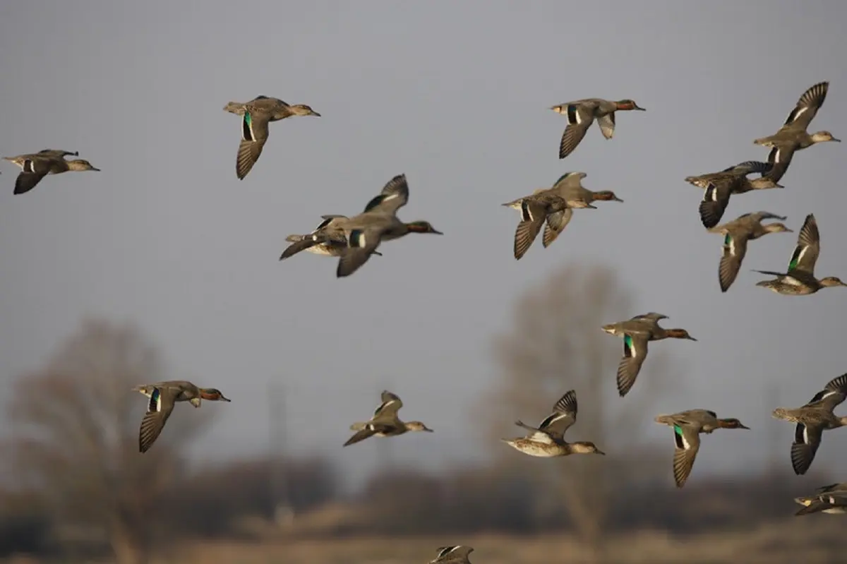 Observation des oiseaux migrateurs
