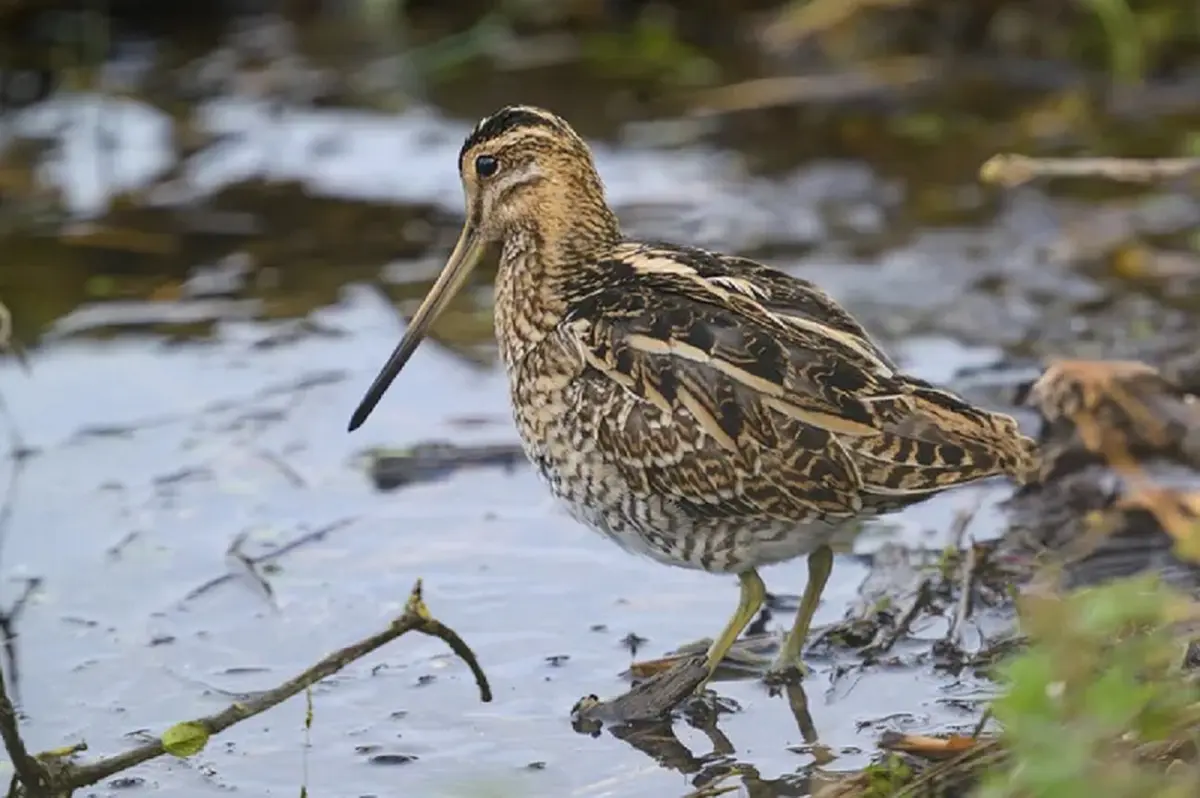 Observation des oiseaux migrateurs