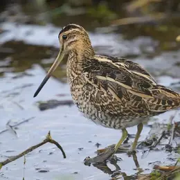 Observation des oiseaux migrateurs