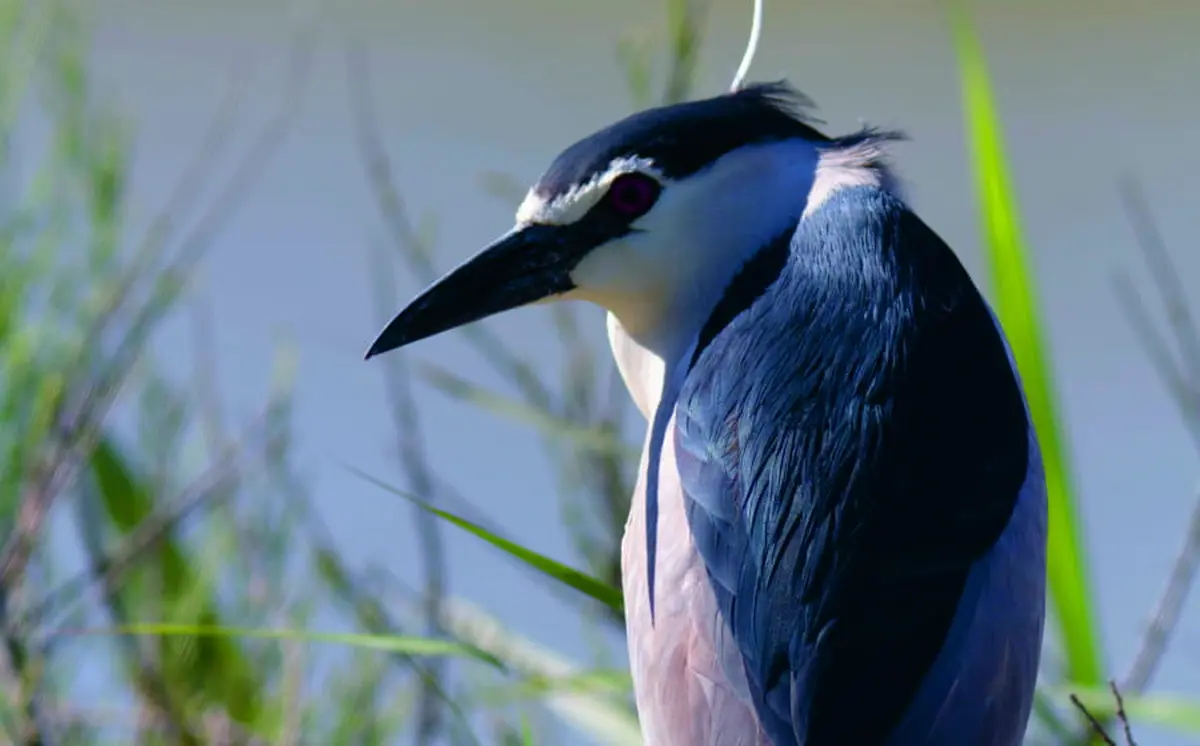 Observation des oiseaux pour la journée mondiale des migrateurs