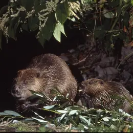 Observation du Castor : se faire tout petit pour voir plus grand