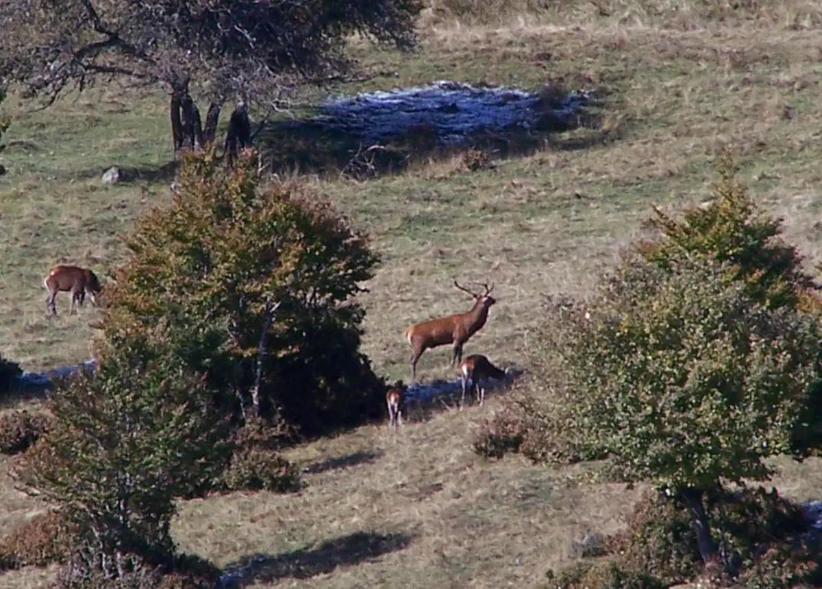 Observation Et écoute Du Brame Du Cerf