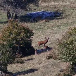 Observation Et écoute Du Brame Du Cerf