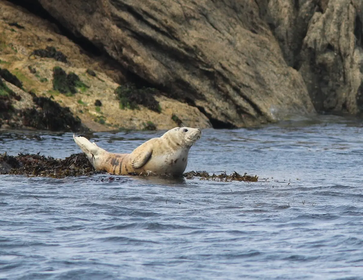Observation phoques et oiseaux