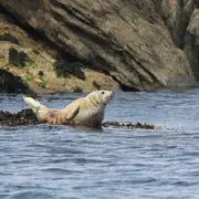 Observation phoques et oiseaux