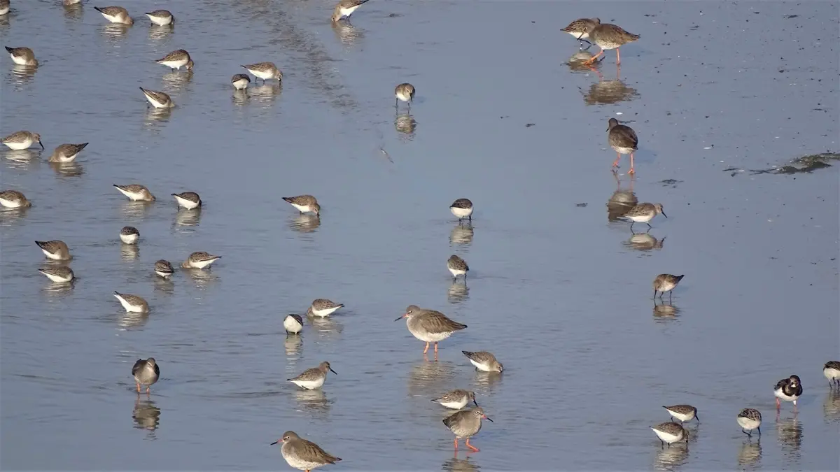 Observations des oiseaux et des phoques