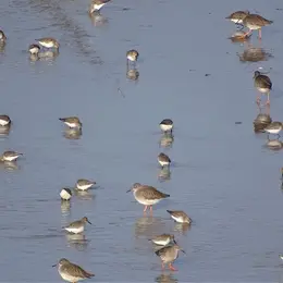 Observations des oiseaux et des phoques