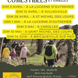 Observations phoques et oiseaux