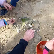 Observer les coquillages