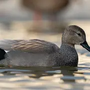Observer - Les Oiseaux d'eau hivernants