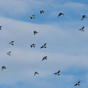 Observer les oiseaux migrateurs sur la Corniche basque
