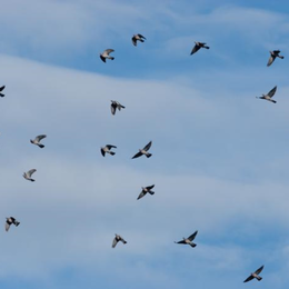 Observer les oiseaux migrateurs sur la Corniche basque