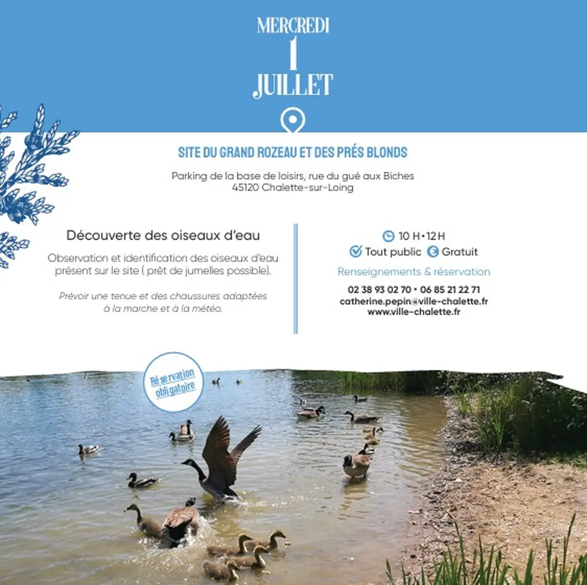 Observez les oiseaux d'eau