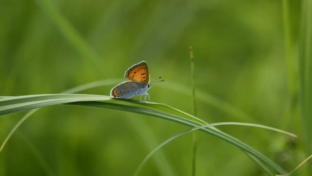 Observons la nature