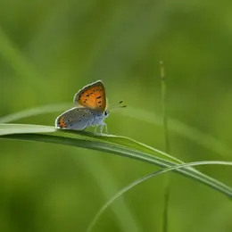 Observons la nature