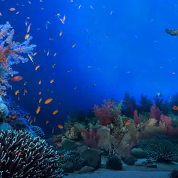 Ocean Days, le festival engagé pour comprendre et agir pour l'océan