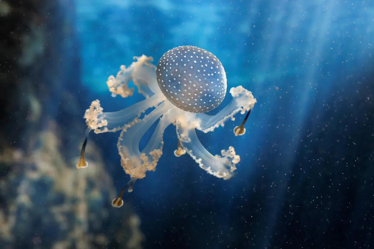 Une méduse translucide avec une cloche bleue tachetée flotte sous l'eau, entourée de rayons lumineux.