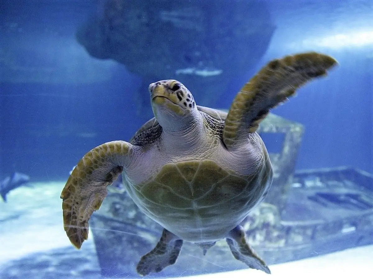 Tortue à l'Océarium du Croisic