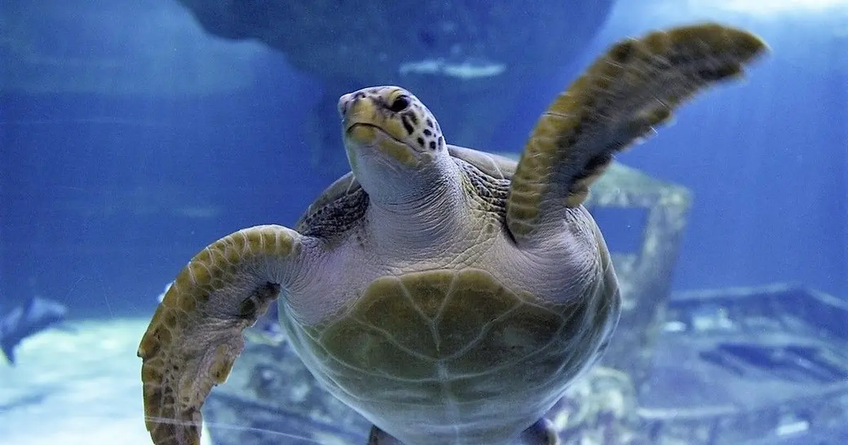 Tortue à l'Océarium du Croisic