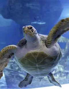 Océarium du Croisic