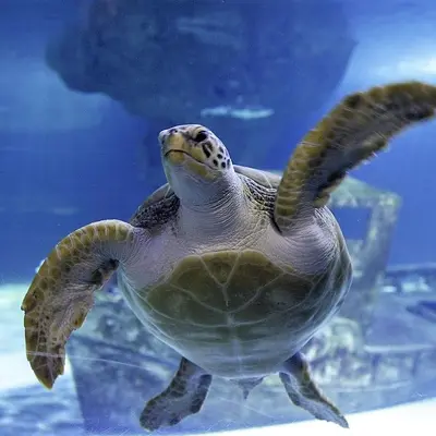 Océarium du Croisic