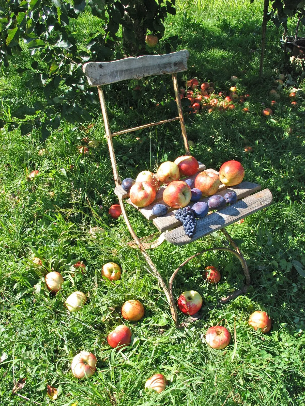 Octobre dans votre jardin