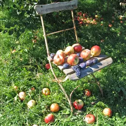 Octobre dans mon jardin