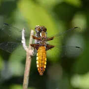 Odonates  : Libellules ou Demoiselles
