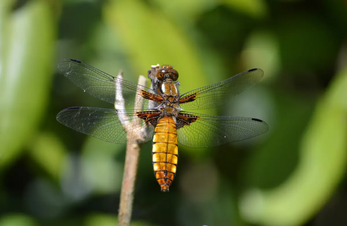 Odonates  : Libellules ou Demoiselles