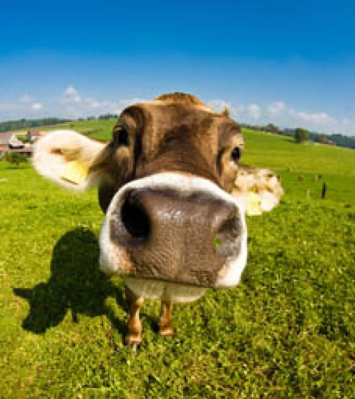 Oh, la belle vache bio !