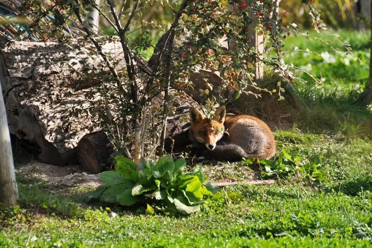 Oh ! Le beau renard !
