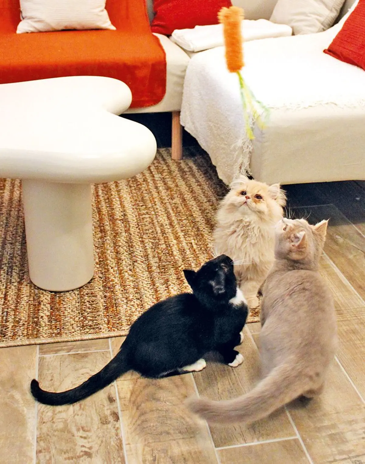 Un c(h)atppucino s'il vous plait !