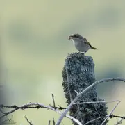 Oiseaux dans une ambiance pastorale