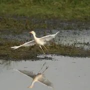 Oiseaux de la tourbière de la Sèves