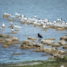 Oiseaux des plages