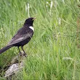 Oiseaux du Ballon d’Alsace