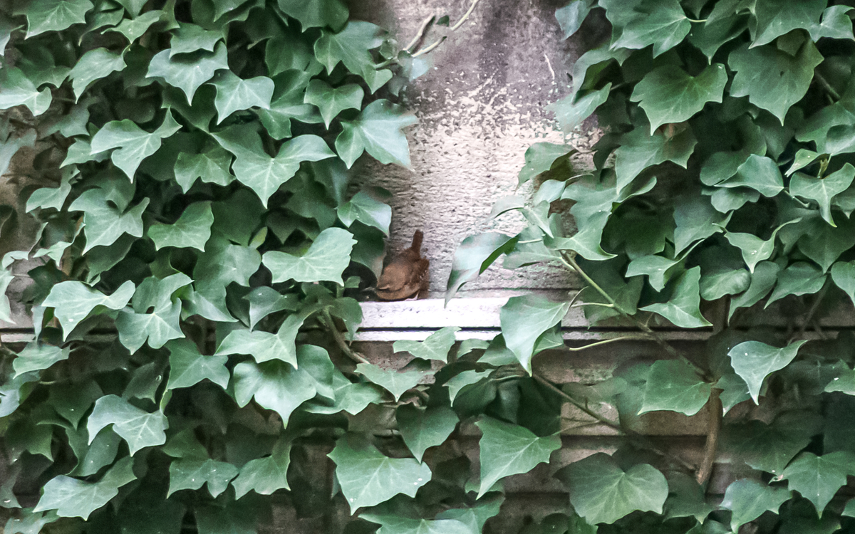 Oiseaux du silence : escapade naturaliste au Père Lachaise