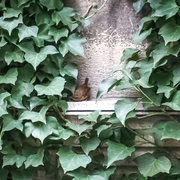 Oiseaux du silence : escapade naturaliste au Père Lachaise