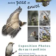 Oiseaux, entre pose et envol