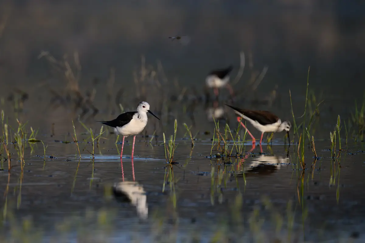 Oiseaux et orchidées des anciens salins de Fos