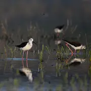 Oiseaux et orchidées des anciens salins de Fos