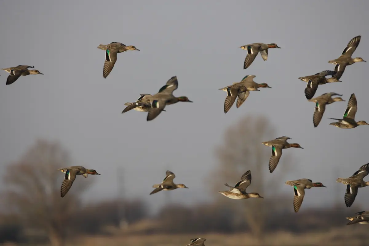 Oiseaux hivernants de la Réserve de Beauguillot