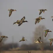 Oiseaux hivernants de la Réserve de Beauguillot