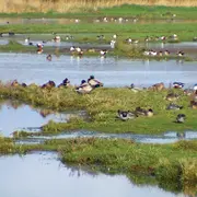 Oiseaux hivernants de la Réserve de Beauguillot