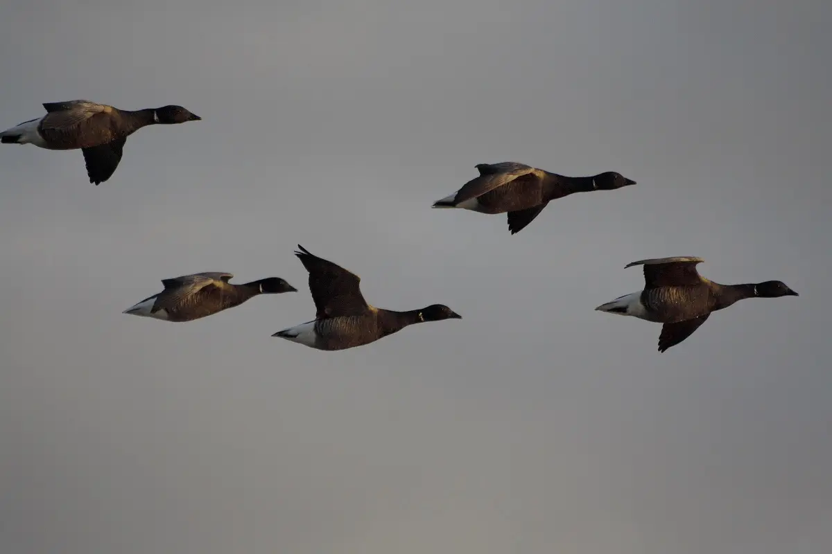 Oiseaux migrateurs des marais