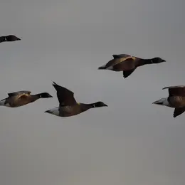 Oiseaux migrateurs des marais