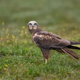 Oiseaux nicheurs du marais de Cap