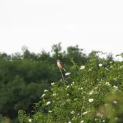 Oiseaux, papillons et orchidées des communaux de Rosnay